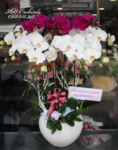 Chậu lan hồ điệp trắng tím kết hợp - Special day