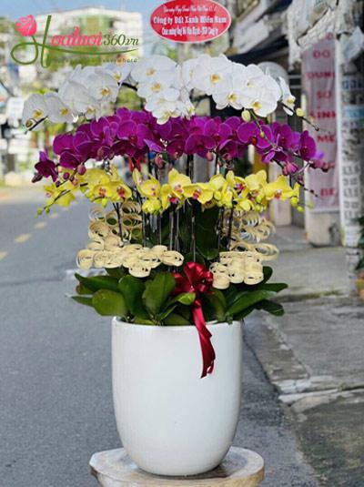Chậu lan hồ điệp trắng tím vàng kết hợp tam sắc