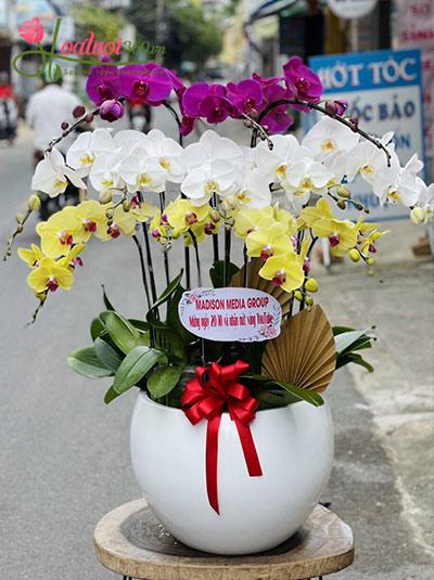 Chậu lan hồ điệp trắng tím vàng kết hợp đủ đầy