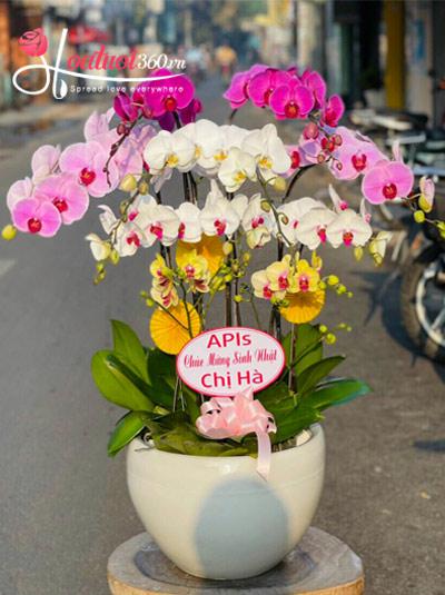 Chậu lan hồ điệp trắng tím vàng kết hợp - Ngày hạnh phúc