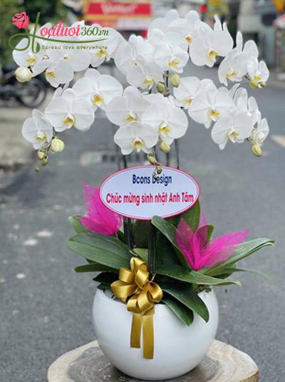 Chậu lan hồ điệp trắng - Tình yêu thuần khiết