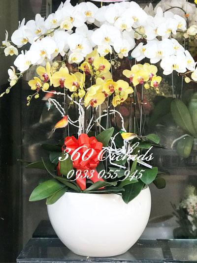 Chậu lan hồ điệp trắng vàng kết hợp - Cung chúc tân xuân