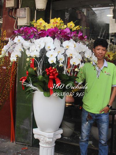 Chậu lan hồ điệp - Vạn sự may mắn