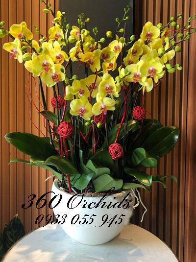 Chậu lan hồ điệp vàng 10 cành chưng tết