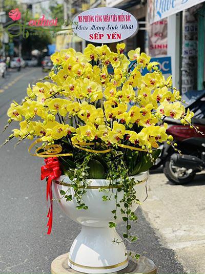 Chậu lan hồ điệp vàng - Ấm áp