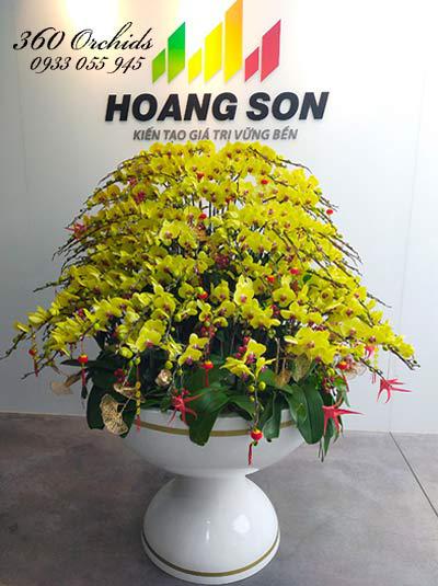 Chậu lan hồ điệp vàng - Đại phát tài
