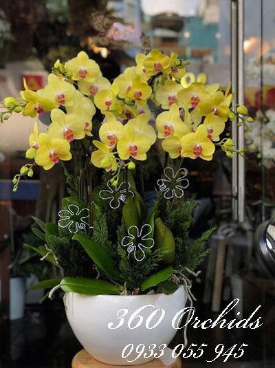 Chậu lan hồ điệp vàng - Đong đầy yêu thương