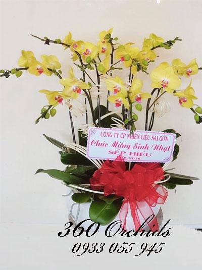 Chậu lan hồ điệp vàng - Giàu sang