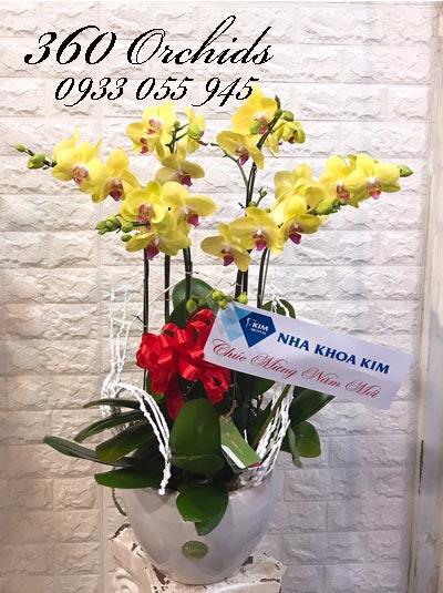 Chậu lan hồ điệp vàng - Happy New Year