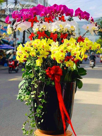 Chậu lan hồ điệp vàng kết hợp trắng tím - Vẻ đẹp vĩnh cửu