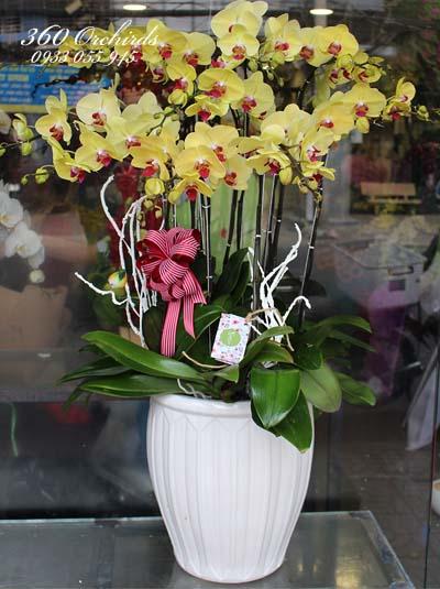Chậu lan hồ điệp vàng lưỡi đỏ