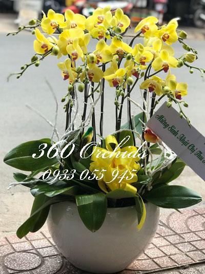 Chậu lan hồ điệp vàng - Phát tài 2