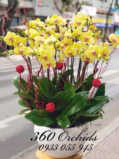 Chậu lan hồ điệp vàng rực rỡ chơi tết