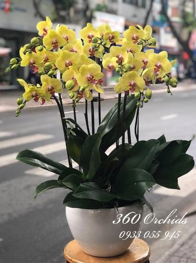 Châu lan hồ điệp vàng - Sắc xuân