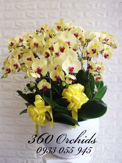 Chậu lan hồ điệp vàng - Tài lộc đến