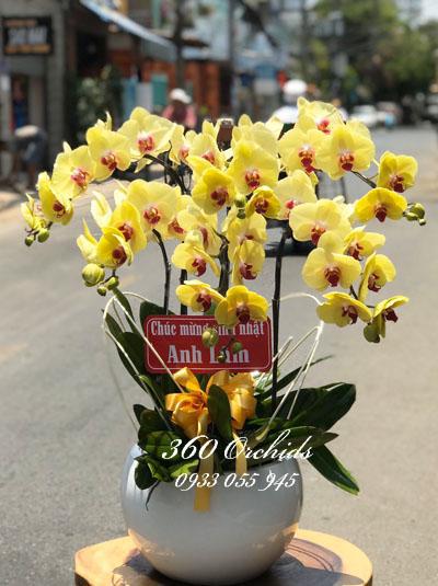 Chậu lan hồ điệp vàng - Tài lộc gõ cửa