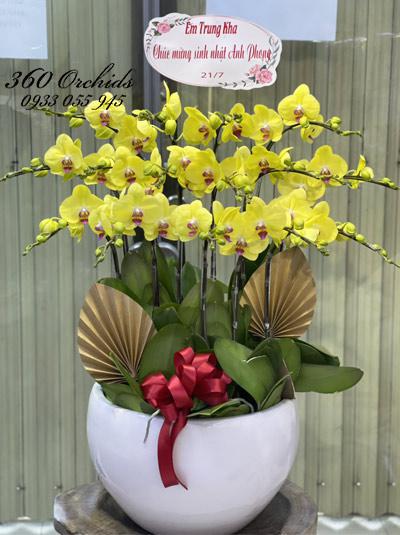 Chậu lan hồ điệp vàng - Thanh cao