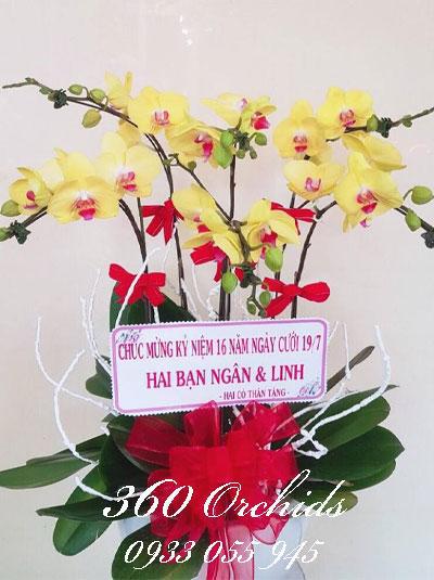 Chậu lan hồ điệp vàng - Tiền Tài