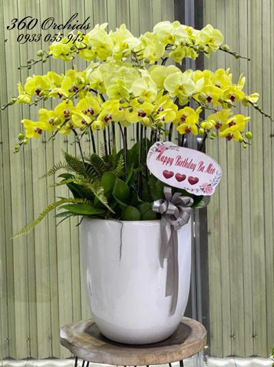 Chậu lan hồ điệp vàng - Toả sắc