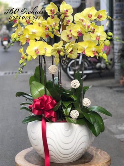 Chậu lan hồ điệp vàng - Tươi đẹp