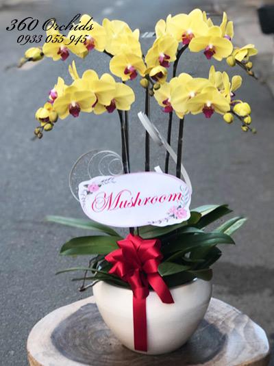 Chậu lan hồ điệp vàng - Tuổi đôi mươi