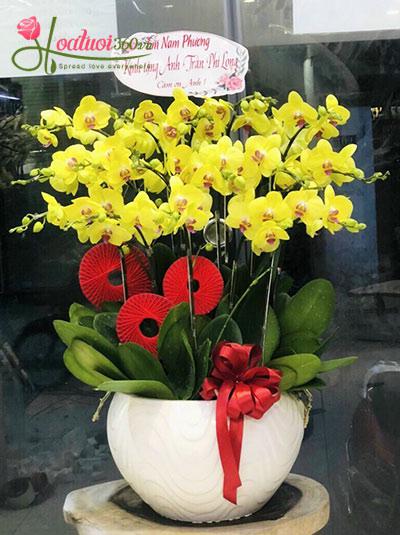 Chậu lan hồ điệp vàng - Vũ điệu hân hoan