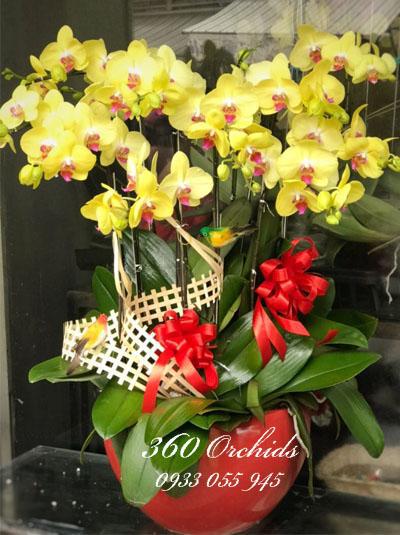 Chậu lan vàng  - Xuân ấm no