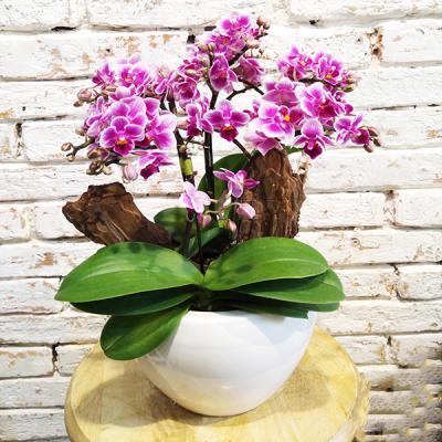 Điều gì đã khiến lan hồ điệp mini “hot” đến vậy?