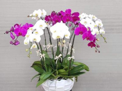 Hoa lan đẹp và mang ý nghĩa sâu sắc