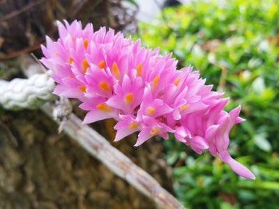 Lan báo hỷ - loài hoa đại diện cho sự tươi vui, phấn khởi