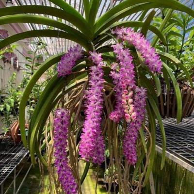 Lan giáng hương mang vẻ đẹp tuyệt vời