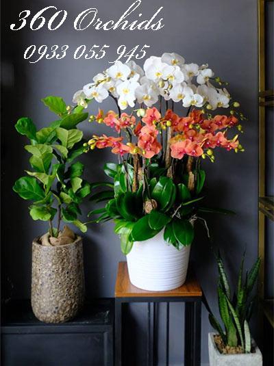 Lan hồ điệp tết - Như Ý Cát Tường