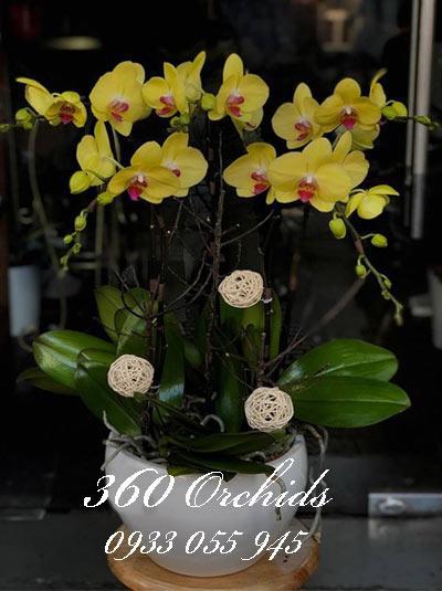 Lan hồ điệp vàng chưng tết - Thuận Buồm Xuôi Gió