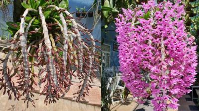 Lan trầm tím - loại lan được nhiều người săn lùng nhất hiện nay