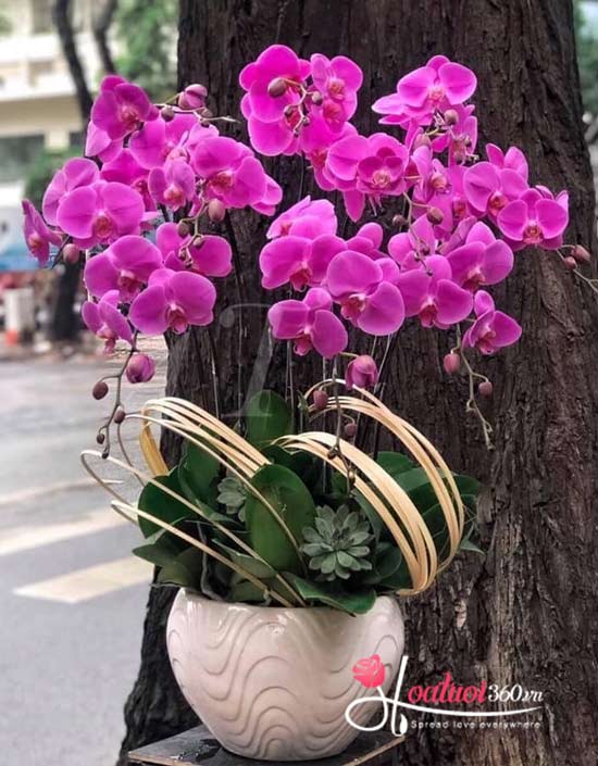Chậu lan hồ điệp tím 9 cành chúc thành công