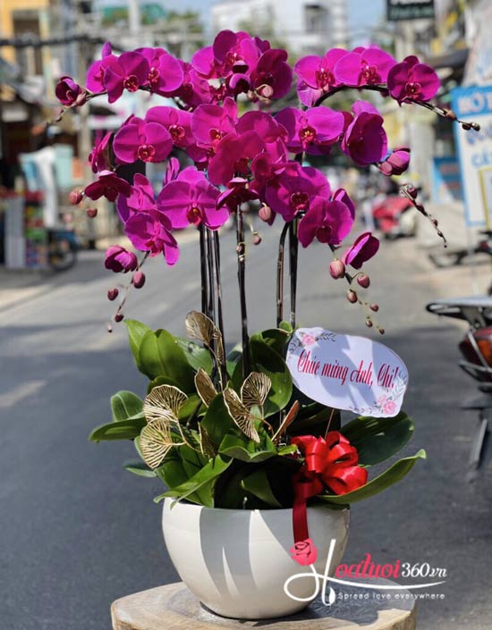 Chậu lan hồ điệp tím - Quý phái sang trọng