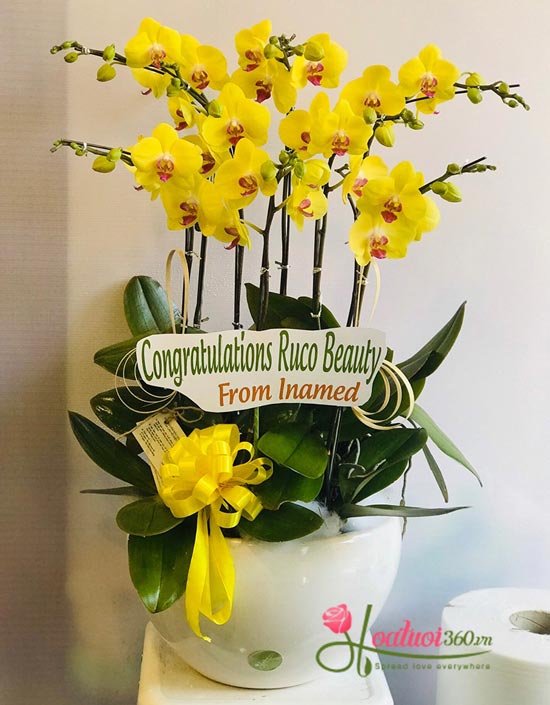 Chậu lan hồ điệp vàng - Đẹp rạng ngời Chậu lan hồ điệp vàng - Đẹp rạng ngời