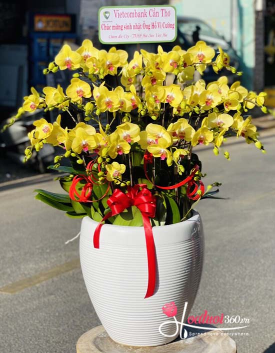 Chậu lan hồ điệp vàng - Mùa hoa nở Chậu lan hồ điệp vàng - Mùa hoa nở