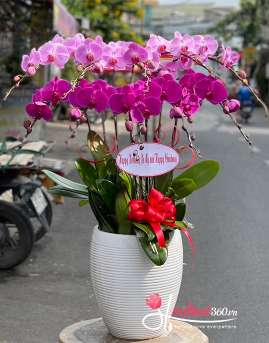 Chậu lan hồ điệp hồng tím nhung nhớ Chậu lan hồ điệp hồng tím nhung nhớ