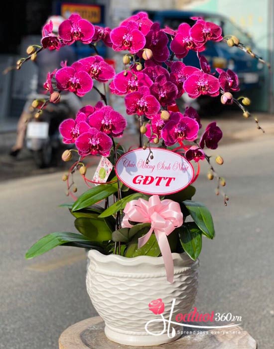 Chậu lan hồ điệp tím - Hoàng gia quý phái