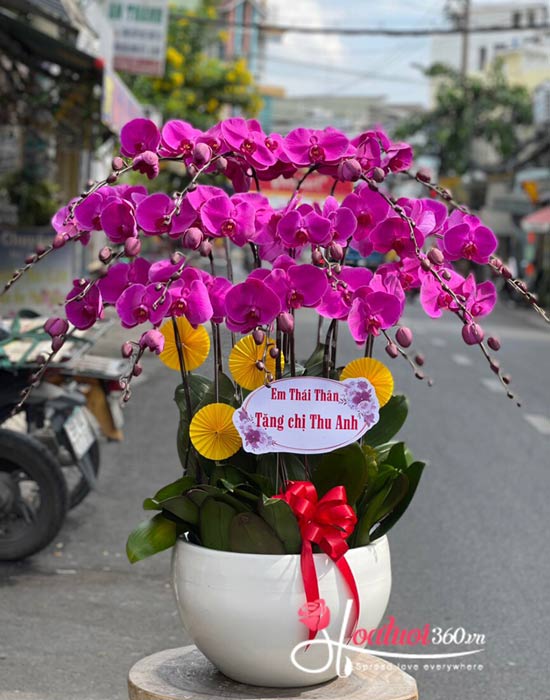 Chậu lan hồ điệp tím - Khoảnh khắc rạng rỡ