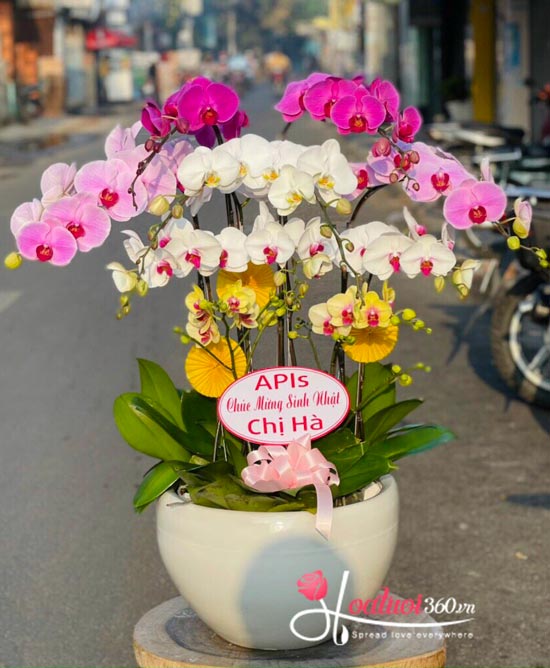 Chậu lan hồ điệp trắng tím vàng kết hợp - Ngày hạnh phúc Chậu lan hồ điệp trắng tím vàng kết hợp - Ngày hạnh phúc