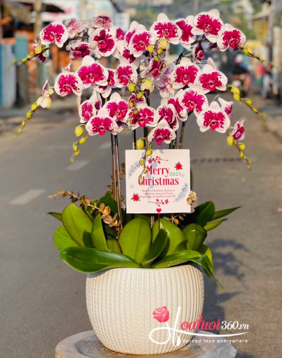 Chậu lan hồ điệp tím - Sắc thịnh vượng