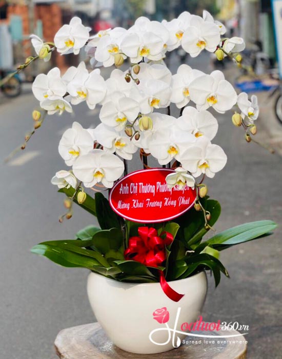 Chậu lan hồ điệp trắng - Thay lời muốn nói Chậu lan hồ điệp trắng - Thay lời muốn nói