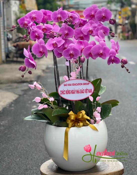 Chậu lan hồ điệp hồng - Giấc mơ màu hồng Chậu lan hồ điệp hồng - Giấc mơ màu hồng