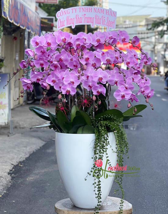 Chậu lan hồ điệp tím - Khoảnh khắc đặc biệt