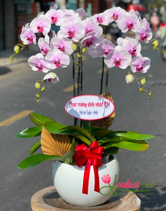 Chậu lan hồ điệp hồng - Tình yêu vĩnh cửu Chậu lan hồ điệp hồng - Tình yêu vĩnh cửu