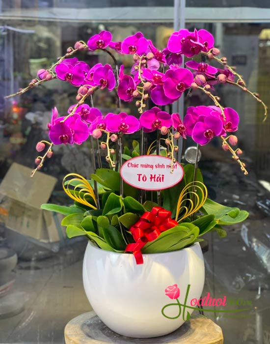 Chậu lan hồ điệp tím - Gắn kết Chậu lan hồ điệp tím - Gắn kết