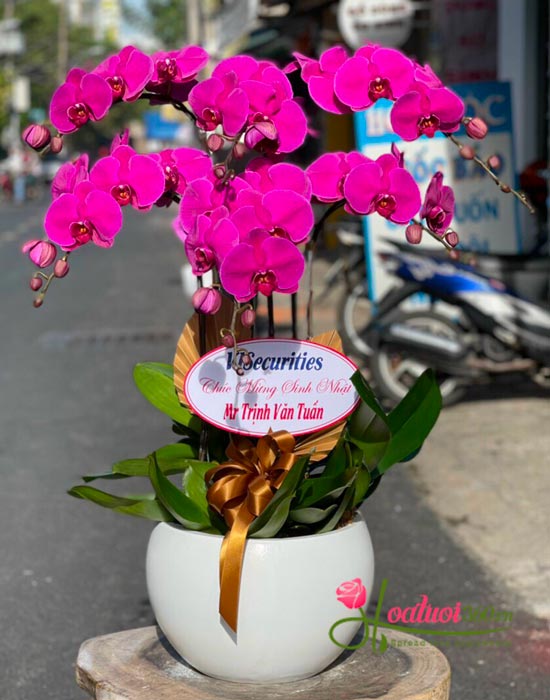 Chậu lan hồ điệp tím - Hạnh phúc trào dâng Chậu lan hồ điệp tím - Hạnh phúc trào dâng