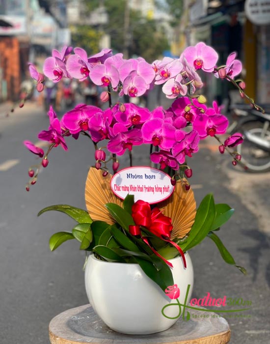 Chậu lan hồ điệp tím - Mơ màng Chậu lan hồ điệp tím - Mơ màng